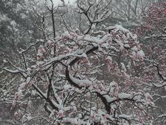 flower in snowstorm at Koishikawa Korakuen Garden