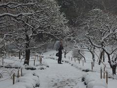 flower in a snowstorm at Koishikawa Korakuen Garden