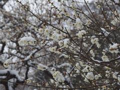 flower in a snowstorm at Koishikawa Korakuen Garden