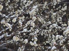 Flower during snowstorm at Koishikawa Korakuen Garden