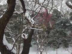 flower in snowstorm at Koishikawa Korakuen Garden