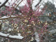 flower in a snowstorm at Koishikawa Korakuen Garden