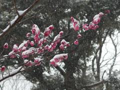 Flower in snowstorm at Koishikawa Korakuen Garden