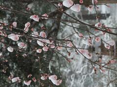 flower in a snowstorm at Koishikawa Korakuen Garden