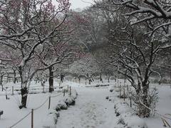 flower during snowstorm in Koishikawa Korakuen Garden