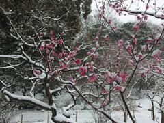 Flower during snowstorm at Koishikawa Korakuen Garden