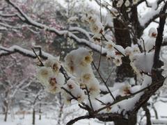 flower in snow storm at Koishikawa Korakuen Garden