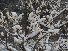 a flower in bloom during a snowstorm at Koishikawa Korakuen Garden