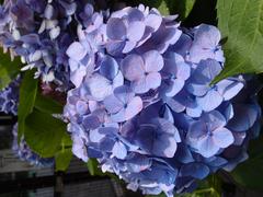 Close-up of a colorful flower at Tokyo Dome City