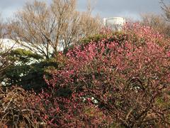 Flowers in winter at Koishikawa Korakuen Garden