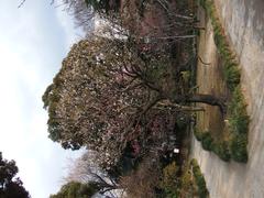 flowers in winter at Koishikawa Korakuen Garden