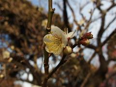 Winter flowers at Koishikawa Korakuen Garden