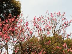 Winter flowers at Koishikawa Korakuen Garden