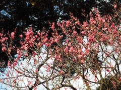 Winter flowers at Koishikawa Korakuen Garden