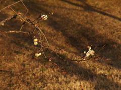 Winter flowers at Koishikawa Korakuen Garden