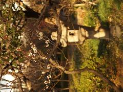 Flowers in winter at Koishikawa Korakuen Garden