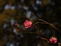 Flowers at Winter at Koishikawa Korakuen Garden