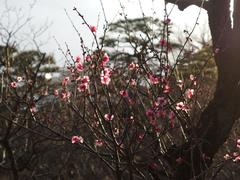 Flowers in winter at Koishikawa Korakuen Garden