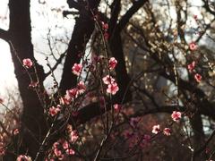 flowers in winter at Koishikawa Korakuen Garden