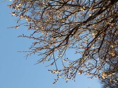 Flowers in winter at Koishikawa Korakuen Garden