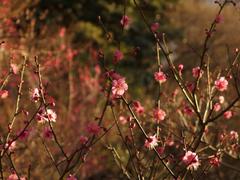 Flowers at Koishikawa Korakuen Garden in winter