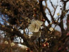 Winter flowers at Koishikawa Korakuen Garden