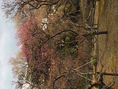 Winter flowers at Koishikawa Korakuen Garden