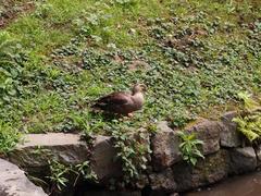 Duck at Koishikawa Korakuen Garden