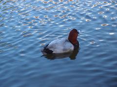 Duck in Koishikawa Korakuen Gardens