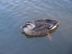 Duck at Koishikawa Korakuen Gardens