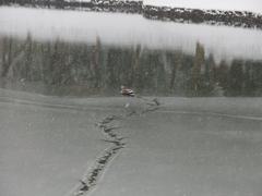 duck during a snowstorm in Koishikawa Korakuen Garden