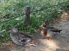 Ducks at Koishikawa Korakuen Garden in spring