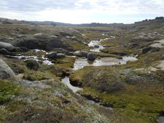 wetlands and lush vegetation of Mount Kosciuszko, NSW