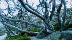 lightning tree in a mountainous landscape