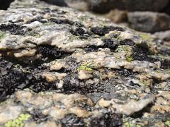 Alpine lichen on rock