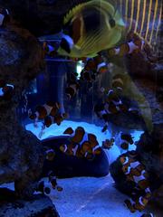 Clownfish in aquarium