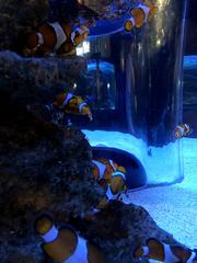 Clownfish in aquarium