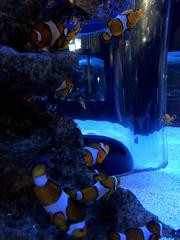 Clownfish in Two Oceans Aquarium