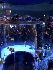 Clownfish in Two Oceans Aquarium