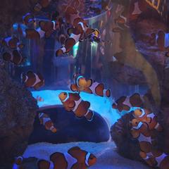 Clownfish in Two Oceans Aquarium, Capetown