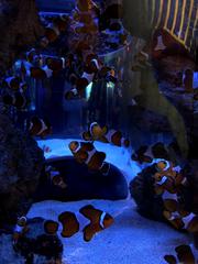 Clownfish in an aquarium