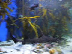 Fishes at Two Oceans Aquarium in Cape Town