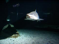 shark swimming at 2 oceans aquarium