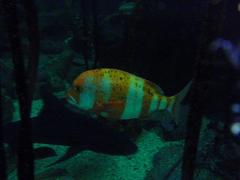 Small red stumpnose in aquarium kelp tank