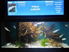 The Evileye pufferfish exhibit in Two Oceans Aquarium, Cape Town