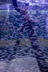 Two Oceans Aquarium in Cape Town, South Africa, 2018