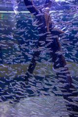 Two Oceans Aquarium in Cape Town, South Africa