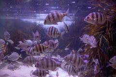 Two Oceans Aquarium main tank with diverse marine life