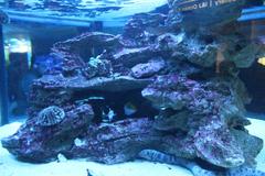 Two Oceans Aquarium Capetown