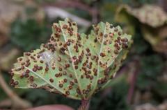 Hollyhock Rust Puccinia malvacearum on a leaf